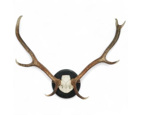 Antlers/horns: Set of Elk (Cervus Canadensis) antlers upon partial skull, mounted upon an circular ebonised wooden plaque, D8