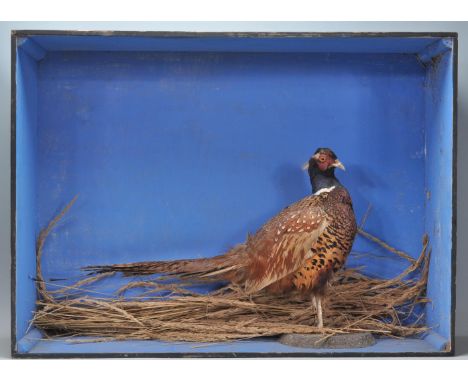 A vintage early 20th century cased taxidermy pheasant set within a naturalistic plinth bottom and presented in a black painte