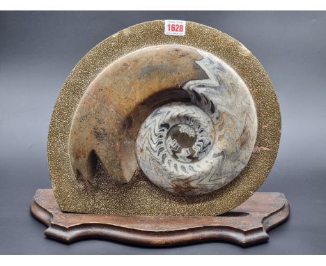 Natural History: a large ammonite fossil, 36.5cm wide.