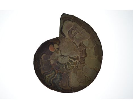 Large polished 'Ammonite' fossil [width 18.5cm]