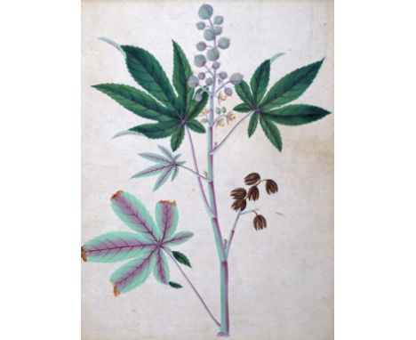 English School c.1900 Botanical studies of tree flowers A pair, both gouache Each 38 x 29cm; 15 x 11½in ++Some light staining