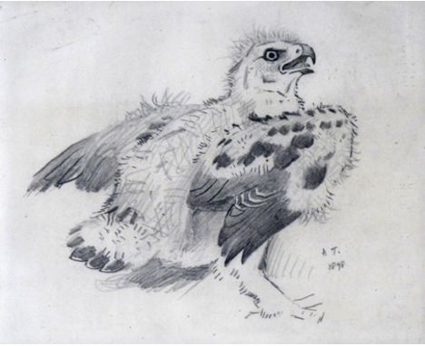 Archibald Thorburn (1860-1935) An Eaglet Signed with initials and dated 1898 Pencil 16 x 20cm; 6¼ x 7¾in Provenance: Sir John