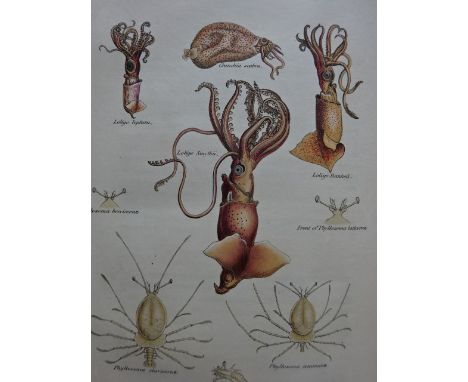 Tuckey, J.K. Narrative of an expedition to explore the river Zaire usually called the Congo in South Africa in 1816. To which