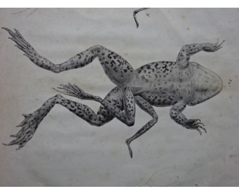 Deen, I.v. Anatomische Beschreibung eines Monströsen, sechs-füssigen Wasser-Frosches, (Rana esculenta). Leiden, Luchtmans, 18