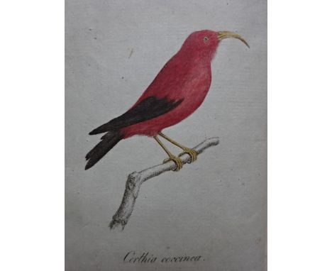 Blumenbach, J.F. (Hrsg.). Abbildungen naturhistorischer Gegenstände. 10 Hefte in 1 Bd. Göttingen, Dieterich, 1796-1810. 5 Bll