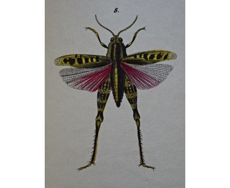 Oken, L. Abbildungen zu Okens allgemeiner Naturgeschichte für alle Stände. Stuttgart, Hoffmann, 1843. Titel, 25 Bll, 14 S., 4