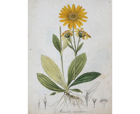 Guimpel, F. (Hrsg.). Abbildung und Beschreibung aller in der Pharmacopoea borussica aufgeführten Gewaechse. Text von D.F.L.v.
