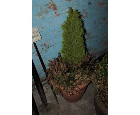 A GARDEN PLANTER WITH CONTENTS 