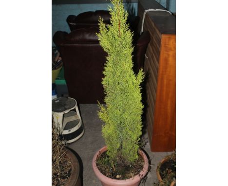 A GARDEN PLANTER WITH A CONIFER 