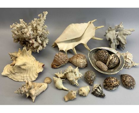 VINTAGE CORAL &amp; SEASHELL COLLECTION