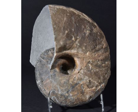 *Nautilus, from Lyme Regis, UK,  a very large Nautilus from the Jurassic coast, measuring 28cm across and preserved in Calcit