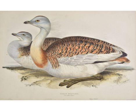 *Lear (Edward). Great Bustard [1832- 1837], lithograph with contemporary hand colouring, old 'punch holes' to upper margin, 3