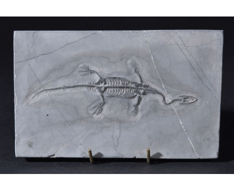 *Keichousuarus Hui. A fossil Marine Reptile from the Triassic period, some 225 Million year old,  the specimen is complete an