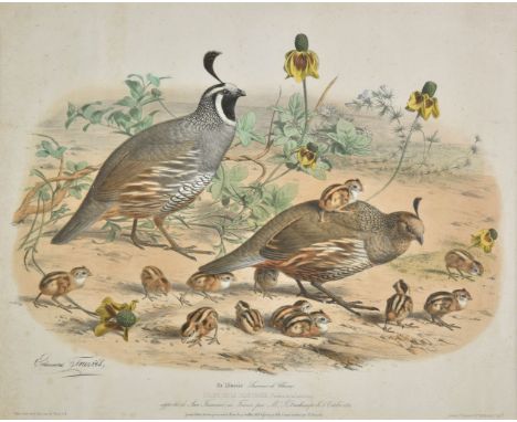 *Travies (Edouard). La Venerie. Souvenir de Chasses. Colins de la Californie (Perdrix de la Californie), published Paris, 185