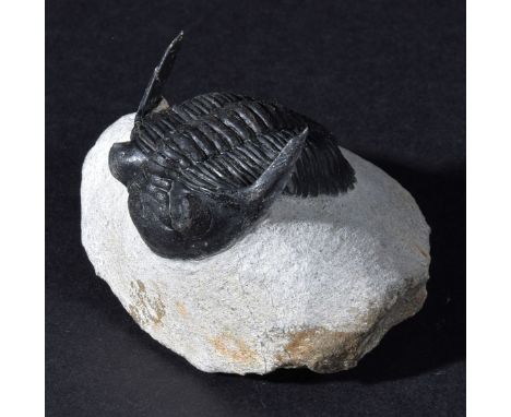 *Hollardops Mesocristata.  An exceptionally well preserved specimen, having been cleaned away from the surrounding rock so th