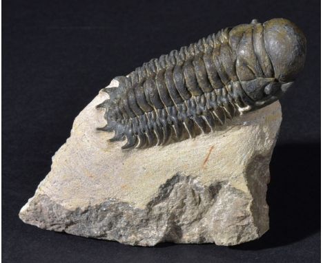 *Crotalacephalus Gibbus.  This well preserved specimen has been cleaned away from the surrounding rock and the Hypostome has 