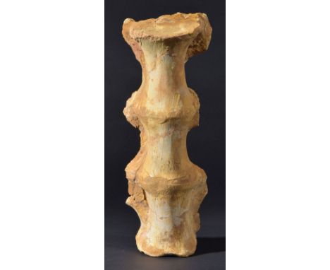 *Dinosaur Tail Section Vertebra. Spinosaurus Aegypticus.  This exceptional vertebra is from a fully mature adult Dinosaur and