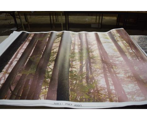 Wall sticker, Trees in the light