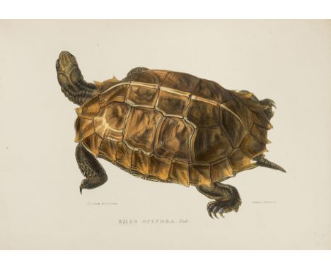 Tortoises.- Sowerby (James de Carle) and Edward Lear. Tortoises, Terrapins and Turtles, first edition, 60 lithographed plates