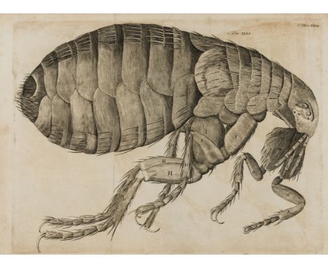 Microscopy.- Hooke (Robert) Microscopic Observations; or, Dr. Hooke's Wonderful Discoveries by the Microscope, 33 engraved pl