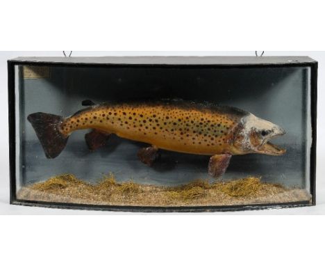 An early 20th century cased preserved trout:, naturally set in a bowfront case, label to upper left backboard. 'Trout.  Taken