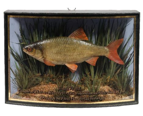 A cased preserved Roach by W F Homer, Forest Gate, London:, naturally set in a bow fronted glass case with painted backboard 