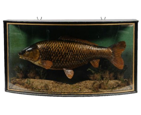 A cased preserved  Golden Carp by J Cooper &amp; Son, London:, naturally set in a bowfront case with taxidermist label upper 