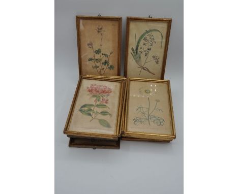 After William Curtis (British 1746-1799). 14 coloured botanical engravings in matching gilt frames 15 x 25cm   