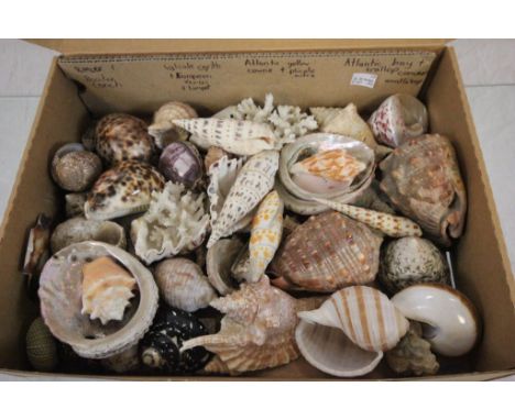 Box of vintage seashells