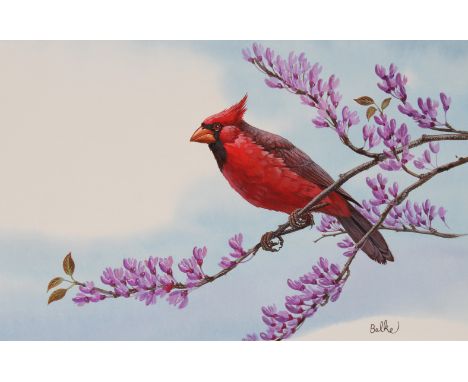 Don Balke (North Carolina, B. 1933) "Cardinal" Signed lower right. Original Watercolor painting on Illustration Board. Proven