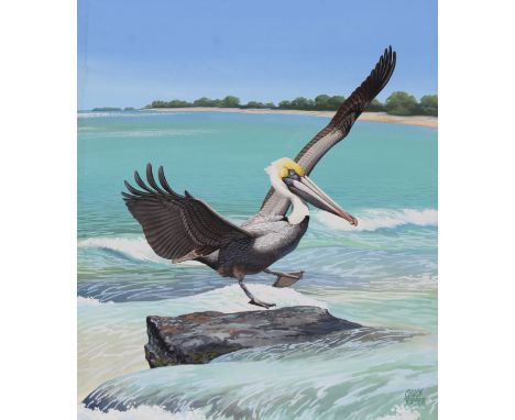 Chuck Ripper (American, B. 1929) "Brown Pelican" Signed lower right. Original Gouache/Watercolor painting board. Provenance: 