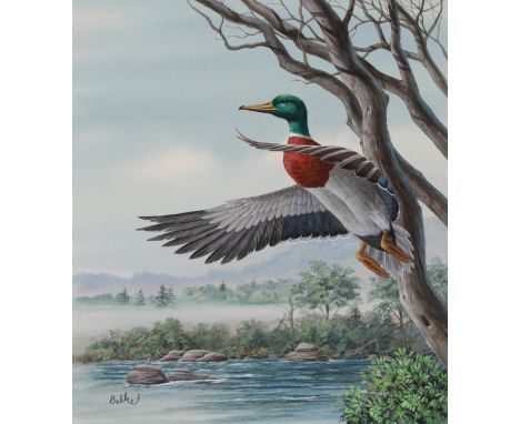 Don Balke (North Carolina, B. 1933) "Belgium/Mallard Duck" Signed lower left. Original Watercolor painting on Illustration Bo