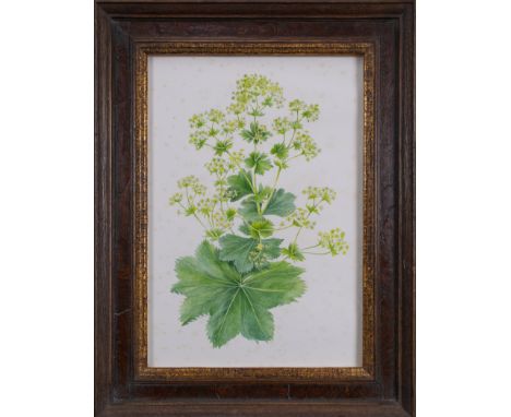 Yvonne Skargon (British, 1931-2010) Four botanical illustrations Watercolour on paper  Provenance: Ex Geedon Gallery  From th
