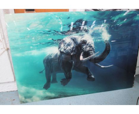 20TH CENTURY PHOTO PRINT, of an elephant in water on acrylic, 120cm x 180cm.