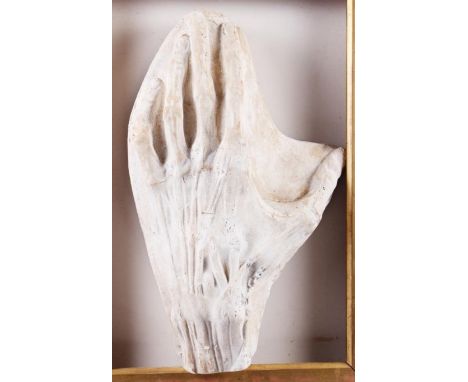 A plaster model of a flayed hand in pine frame, and another similar, on square block base 