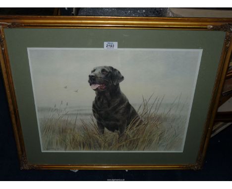 A framed and mounted James Rowley Limited edition Print no 77/850 of a Black Labrador.