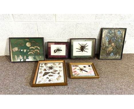 A group of assorted framed cases of insects, including a large Peruvian spider; also a case of knapped flint tools etc (a lot