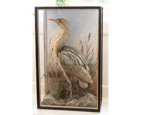 A taxidermy Bittern, E F Spicer & Sons, Birmingham, circa 1910-20, standing with head raised amongst rushes and reed painted 