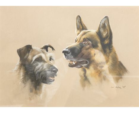 John Naylor (British 1960-): Portrait of Two Dogs, pastel signed and dated '95, 28cm x 38cm - Condition Report 