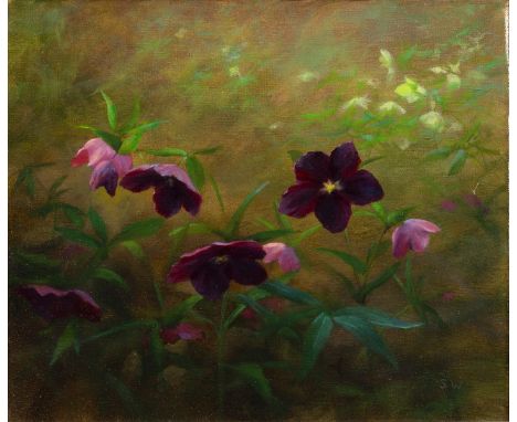 Stanley Woolston (Contemporary)/Helleborus Atrorubens/signed with initials/oil on canvas, 25cm x 30cm/Provenance: Montpellier