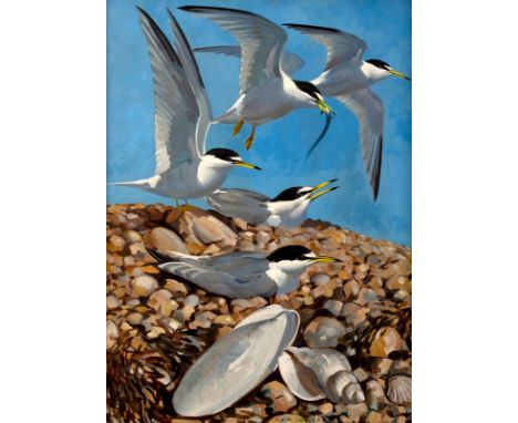 Keith Shackleton (1923-2015)/Terns on a Rocky Beach/signed and dated '69/oil on board, 60cm x 45cm CONDITION REPORT: Conditio