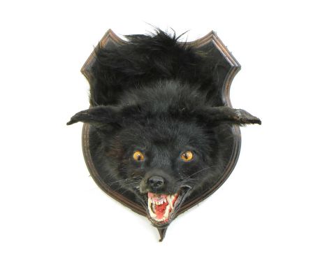 THE BLACK BEAST,a taxidermy headmount of a black fox, scientific name Vulpes vulpes, mounted on a shield, 30cm deep28cm high 