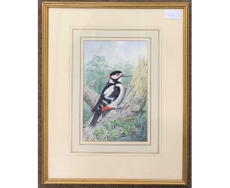 John Shepperd (British, 20th century), 'Ring Neck Pheasant', 'Song Thrush' and 'Great Spotted Woodpecker', watercolours, sign