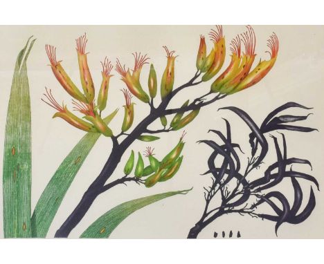 Bryan Poole (1953-2002)"Sophora Microphylla"Signed inscribed and numbered, 13/200 together with two further etchings by the s