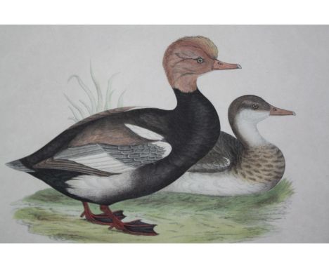 Lithograph titled the 'Red Chested Duck'. Framed and glazed. H.47 W.62 cm. 