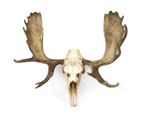 A moose skull mount,early 20th century,Alces alces, 92cm wide98cm highCondition ReportKnocks and wear commensurate with the n