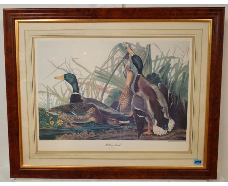 A REPRODUCTION PRINT OF MALLARD DUCKS AFTER AUDUBON (20)41 X 60cmtogether with a colour print of pheasant, 49 x 39cm; a repro
