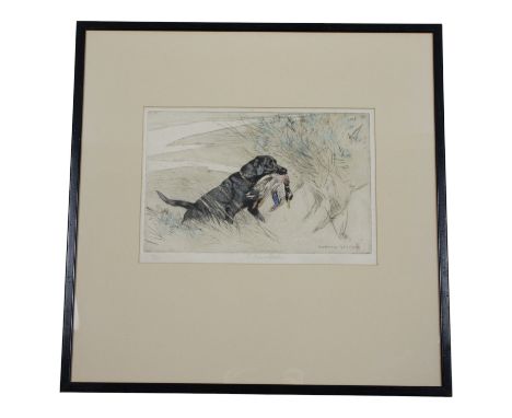 George Vernon Stokes (1873–1954)A study of a black labrador emerging from the brush clutching game, watercolour tinted drypoi
