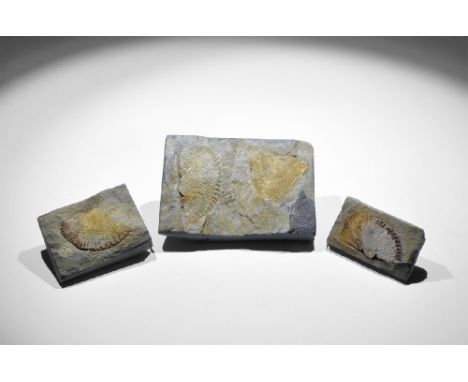 Carboniferous Period, 350 million years BP. A group of four fossil bivalves of from the Carboniferous period, in old white ca