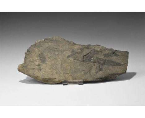Carboniferous Period, 345-280 million years BP. A display mosaic of astralopteris coloradica fern leaves and stems together w